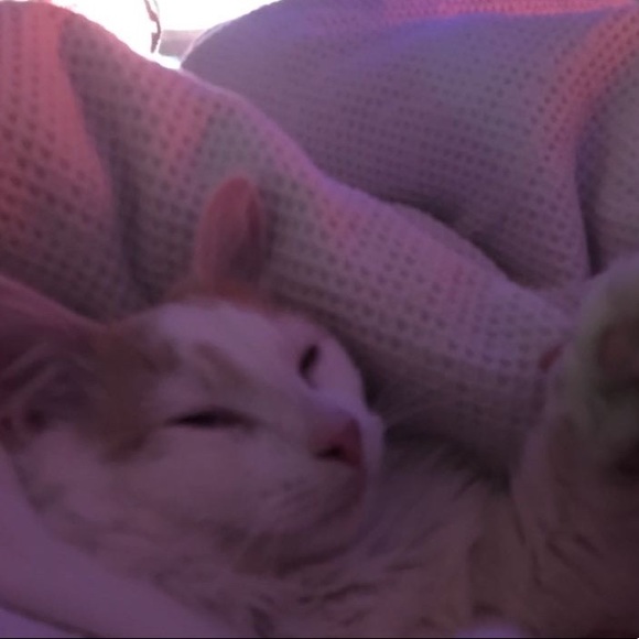 Meet your Posher, Bianca - Picture 1 of 1